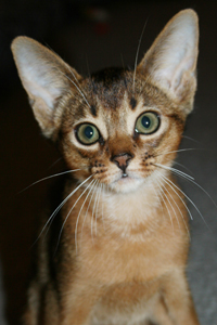 kit